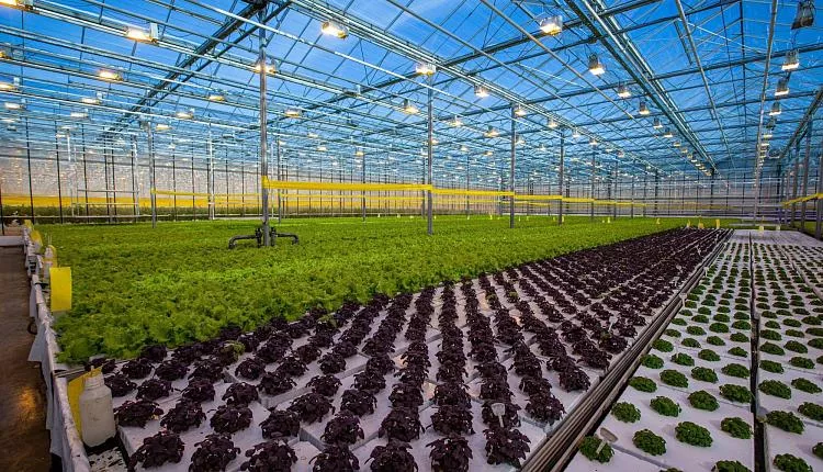 Котельные для агрокомплексов